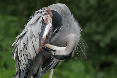 great blue heron 95