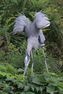 great blue heron 99