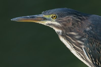 green heron 28