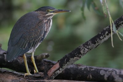 green heron 31