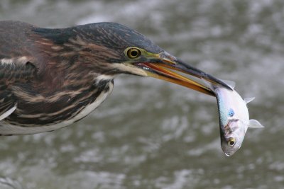 green heron 37