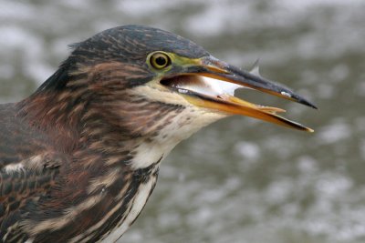 green heron 42