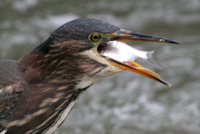 green heron 43