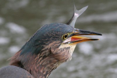 green heron 46