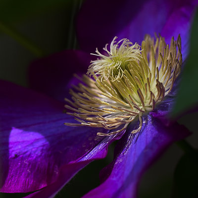 clematis