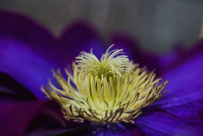 clematis2