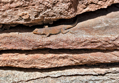 Common Side-bloched Lizard