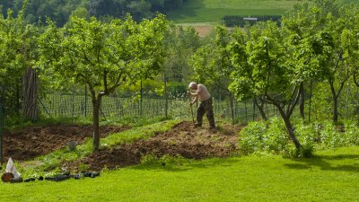 Working The Tuscan Soil