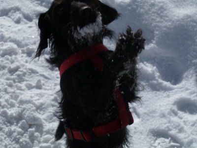 Keks with Snow Beard Grand Canyon