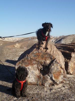 Keks and Werner at Petrified Forest National Park 