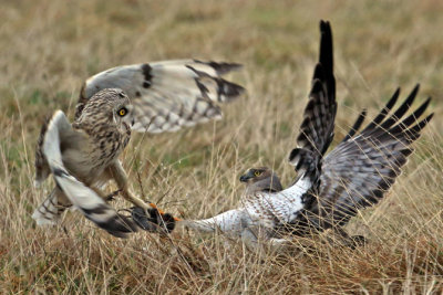 Short-eared Owl VS Northern Harrier