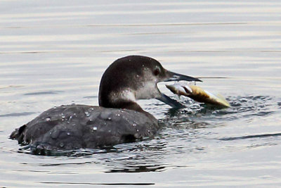 Red-throated Loon