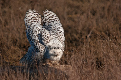 Snowy Owl 2011/2