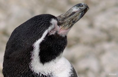 pinguin01