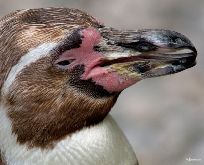 pinguin02