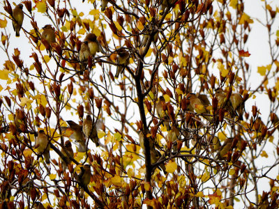 Cedar Waxwings.jpg