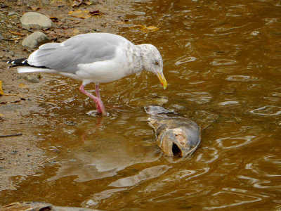 Herring Gull with Lunch.jpg