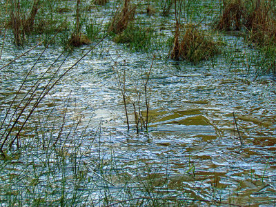 Icy Pond 2.jpg