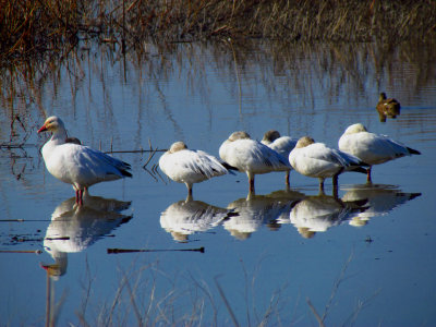 Snow Geese and Reflections.jpg
