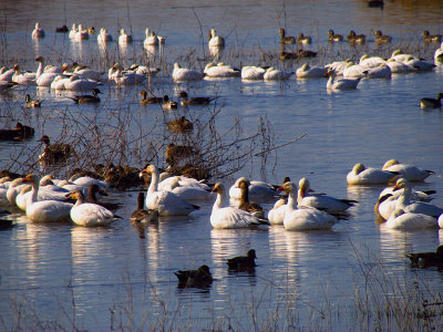 Snow Geese at Gray Lodge 2.jpg