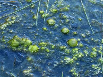 Frozen Pond Algae.jpg