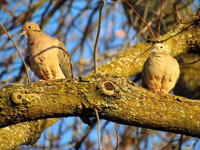 Mourning Doves.jpg