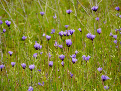 Wild Hyacinths.jpg