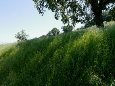 Grassy Hillside.jpg