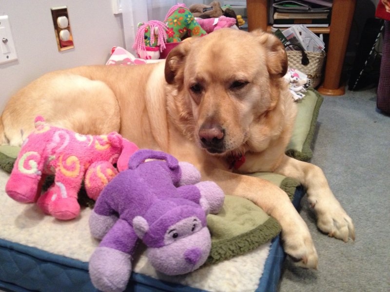 Glinda With Her Toys<BR>2012-10-18 11:05