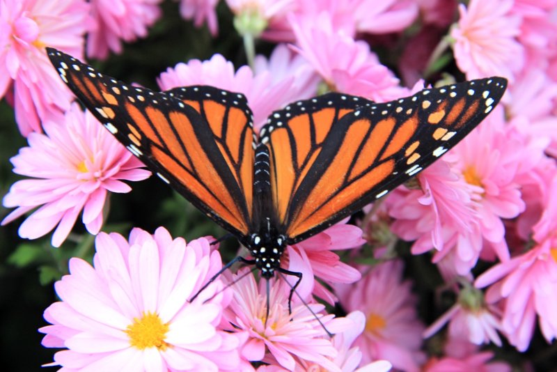 Monarch Butterfly<BR>October 25, 2012