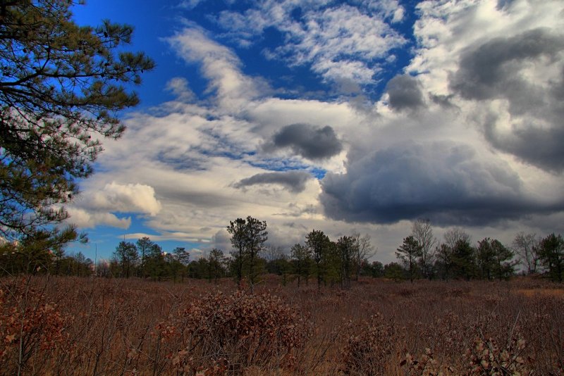 Pine Bush Preserve in HDR<BR>November 26, 2012