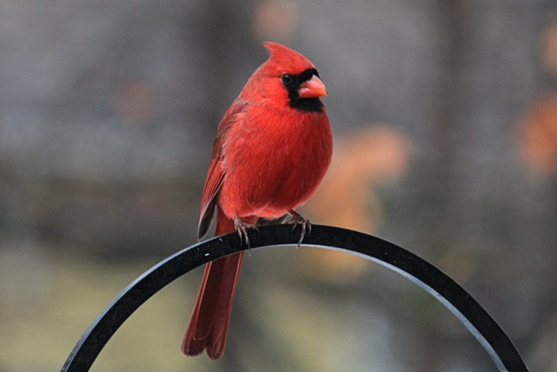 Cardinal<BR>January 13, 2013