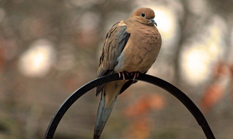 Mourning Dove