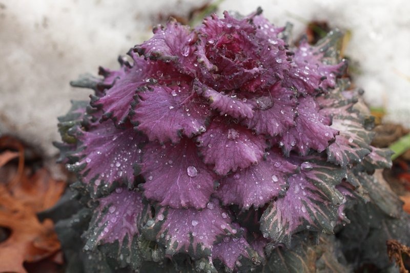 Plant From Under Snow Macro<BR>January 30, 2013