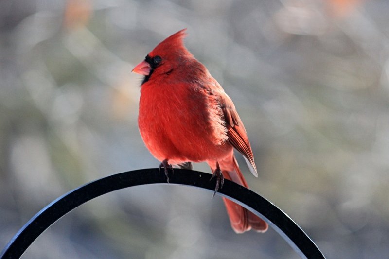 Cardinal<BR>February 16, 2013