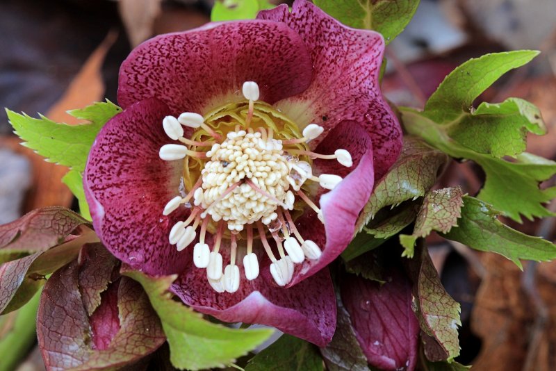 Lenten Rose<BR>March 13, 2013