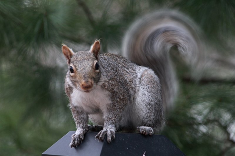 Squirrel<BR>April 9, 2013