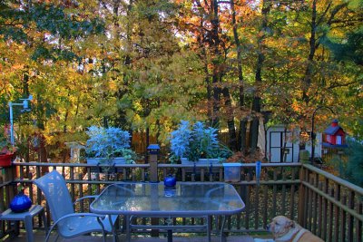 Our Deck and Dog in HDR<BR>October 22, 2012