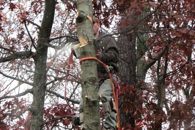 Up an Oak TreeNovember 2, 2012