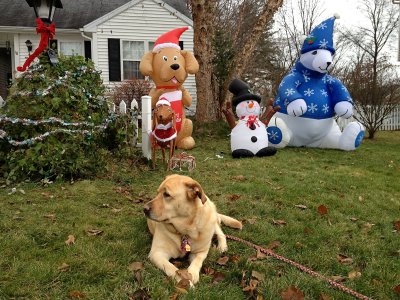 Glinda and Christmas Decorations<BR>December 2, 2012