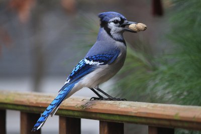 Bluejay and Peanut<BR>December 3, 2012