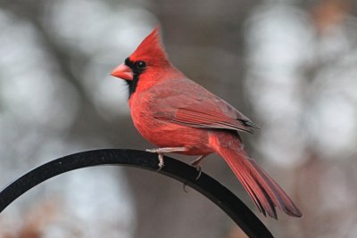 CardinalDecember 7, 2012