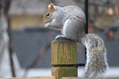 SquirrelDecember 10, 2012
