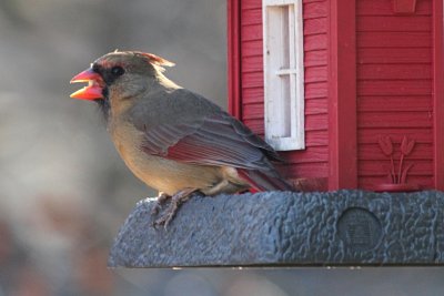 Female CardinalDecember 14, 2012
