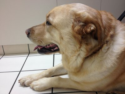 Glinda at Her Vets OfficeDecember 15, 2012