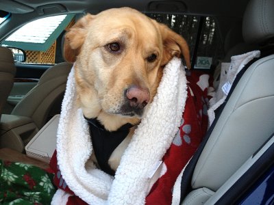 Our Dog Glinda<BR>December 24, 2012