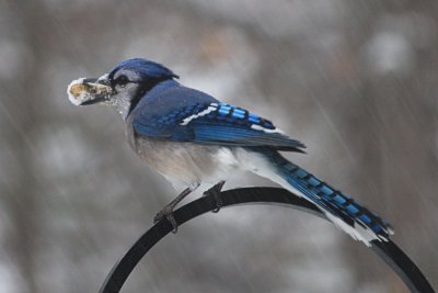 Bluejay in the SnowDecember 27, 2012