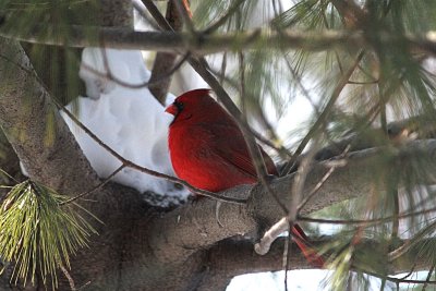 Cardinal in Pine TreeJanuary 3, 2013