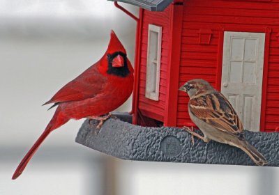 Cardinal and SparrowJanuary 4, 2013