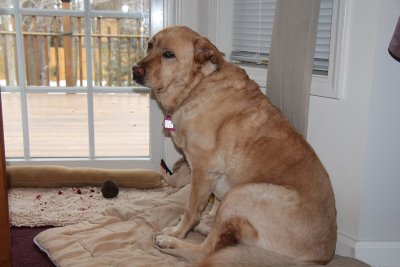 Glinda Wants to go OutsideJanuary 9, 2013